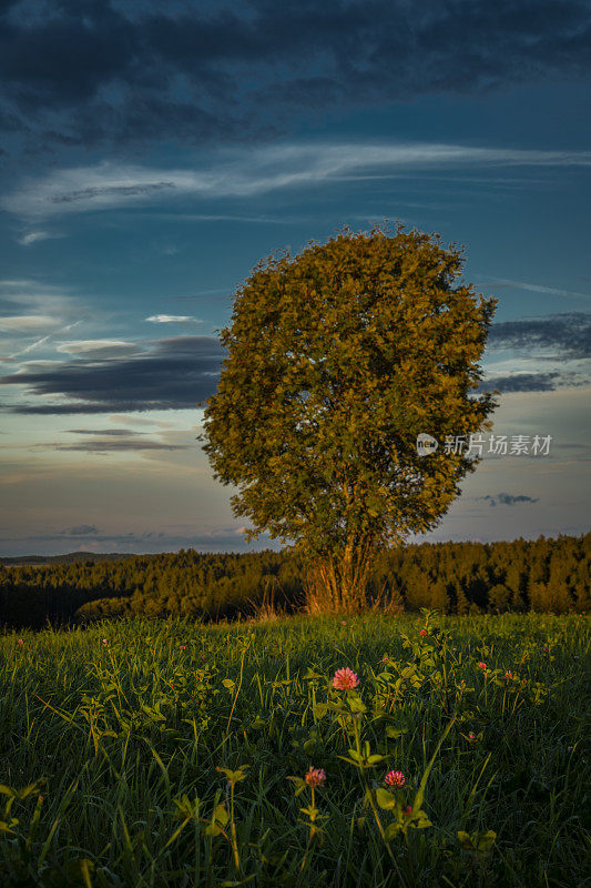 奥地利奥滕施拉格镇附近，傍晚，日落时分，田野里孤零零的一棵树