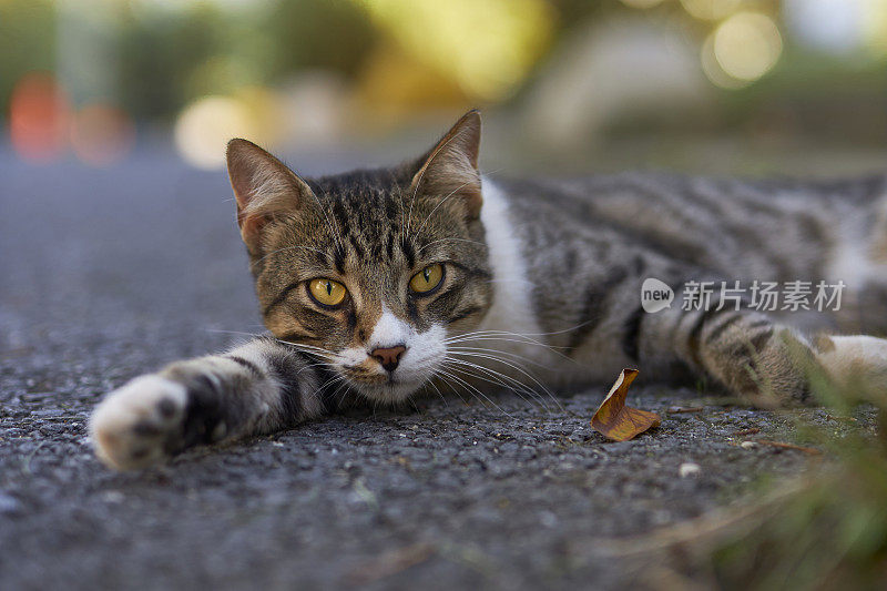 慵懒的流浪猫在街上休息