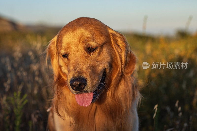 在温暖的午后阳光下，金毛猎犬在草地上散步的肖像。