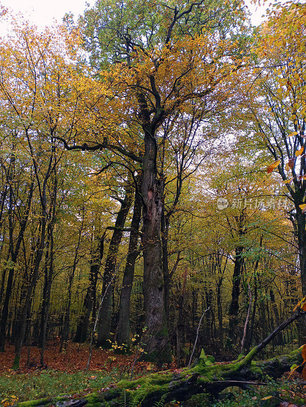 秋天森林里的一棵老橡树。森林里的一棵大树。