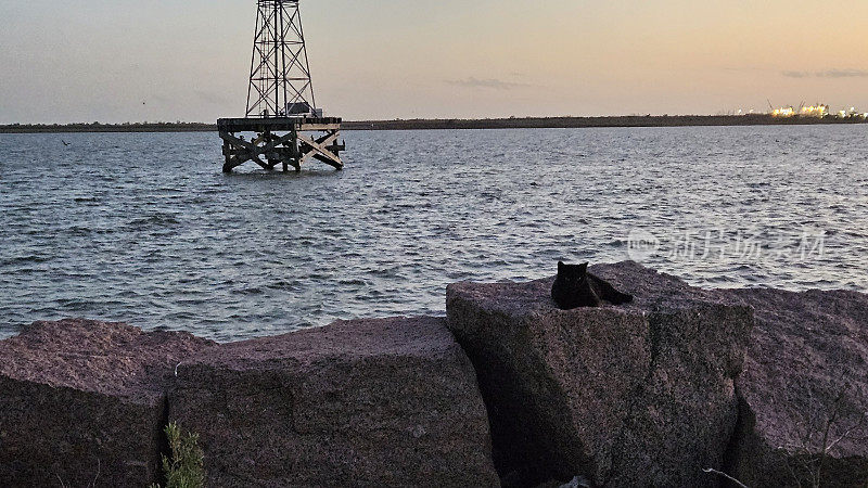 黑猫躺在大石头上，背景是海水