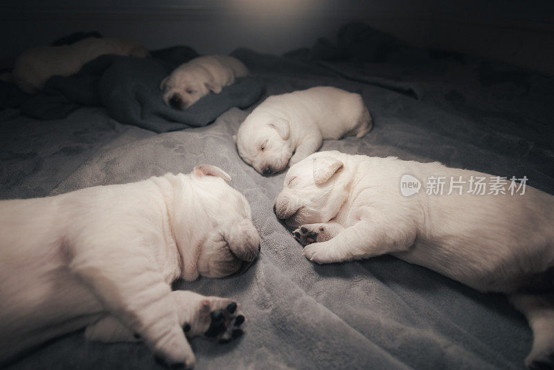 新生的白色拉布拉多犬正在睡觉