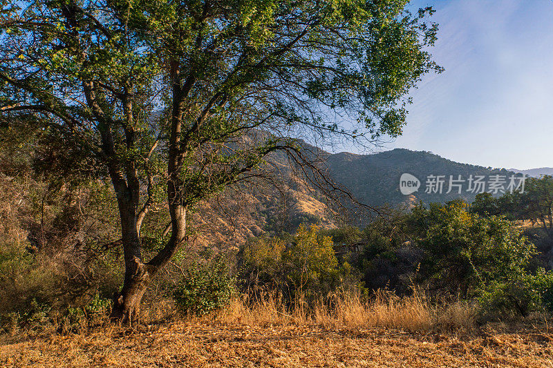 山景-透过红杉和国王峡谷国家公园的景色