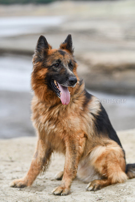 雄伟的德国牧羊犬坐在后腿上