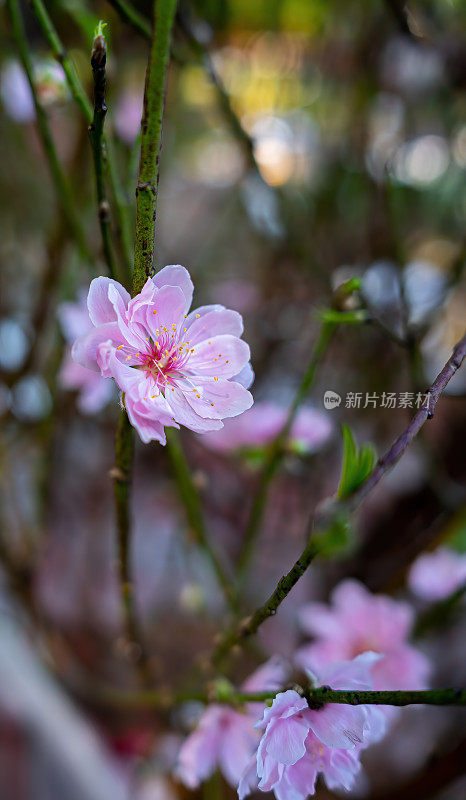 越南农历春节前，五彩缤纷的粉红色花朵盛开在一个小村庄。桃枝、樱花与越南春节食物