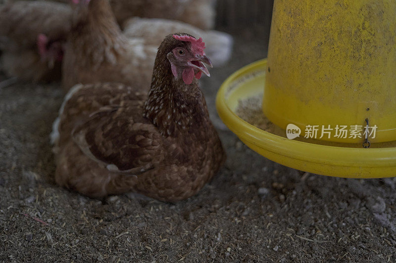 有很多鸡的养鸡场