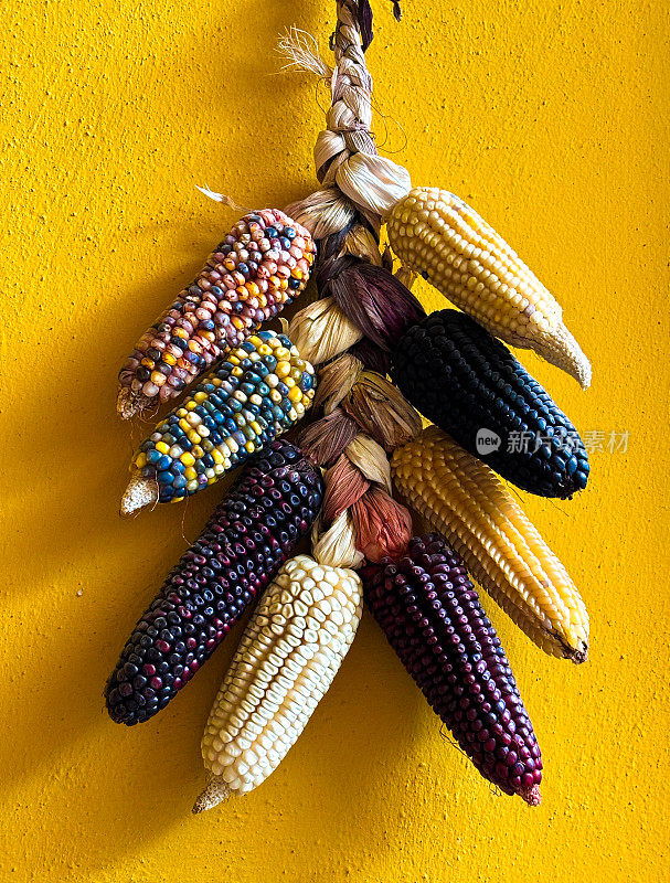 墨西哥:印第安玉米挂在鲜艳的黄色墙上