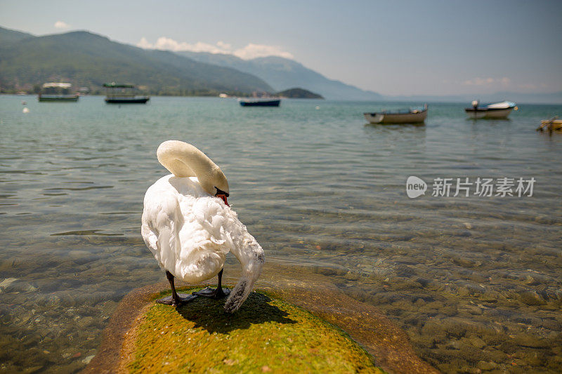 白天鹅在湖边清理羽毛