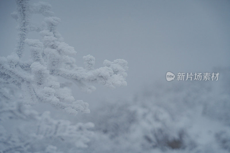 山中硬霜冰(雪晶)