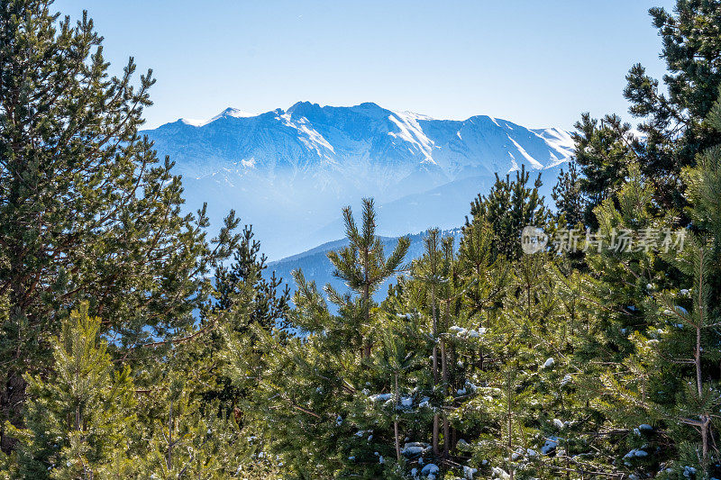 冬日雪山中的松林映衬着白雪覆盖的奥林匹斯山