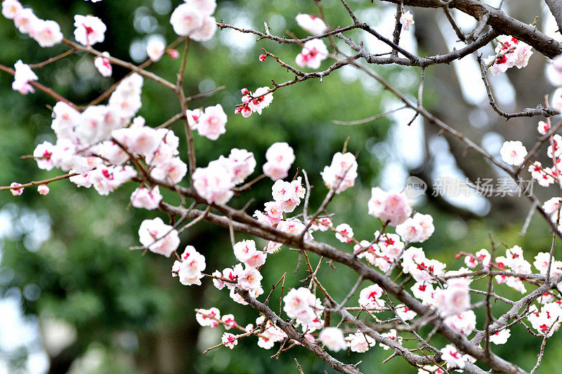 东京，日本公园里盛开的梅花