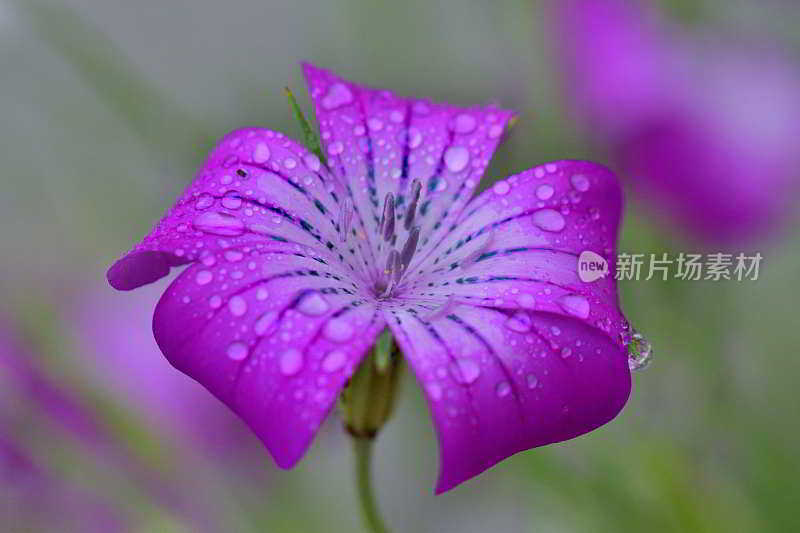 石竹:石竹科一年生草本开花植物