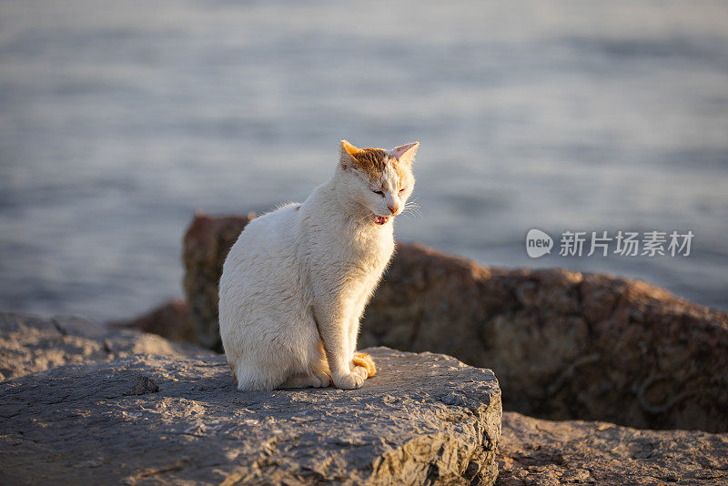 姜白色的流浪猫。