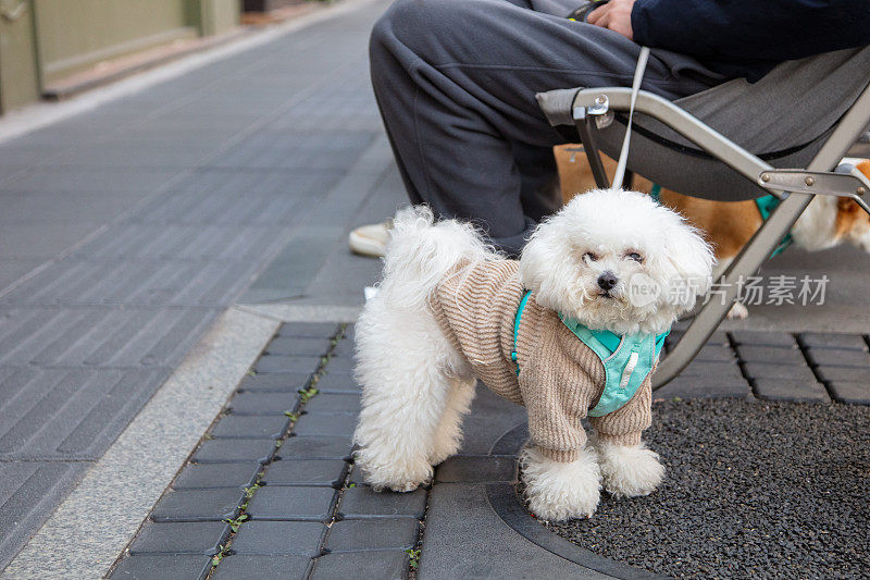 贵宾犬和它的主人