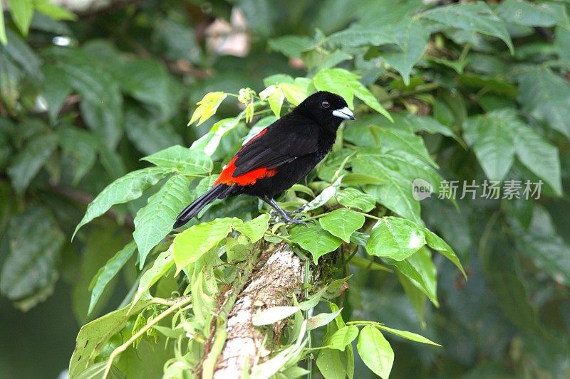 带昆虫的猩红驼背Tanager