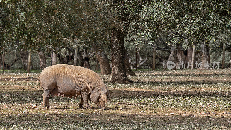 伊比利亚猪，伊比利亚品种的牧牛猪