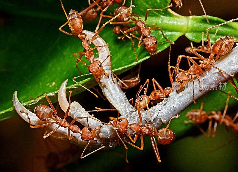 蚂蚁咬和拖鸟爪到巢的动物行为。