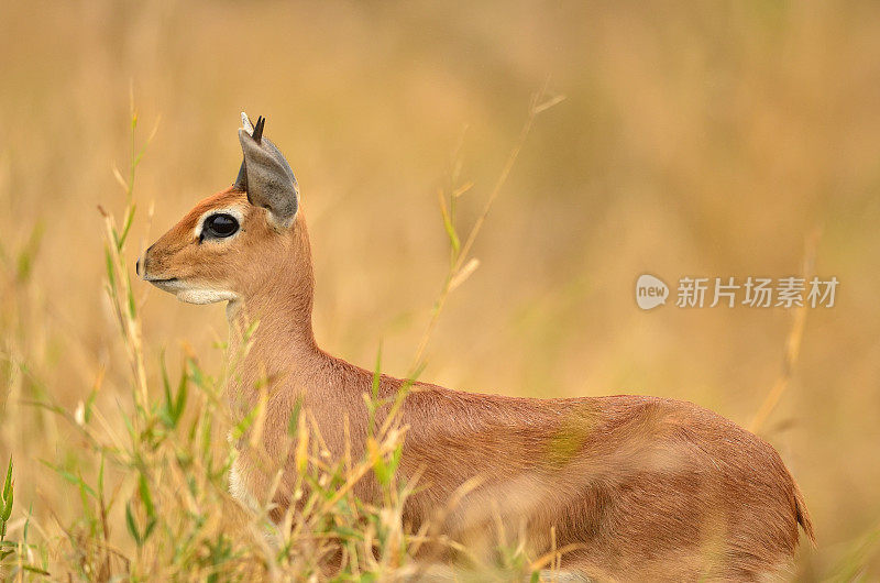 小岩羚