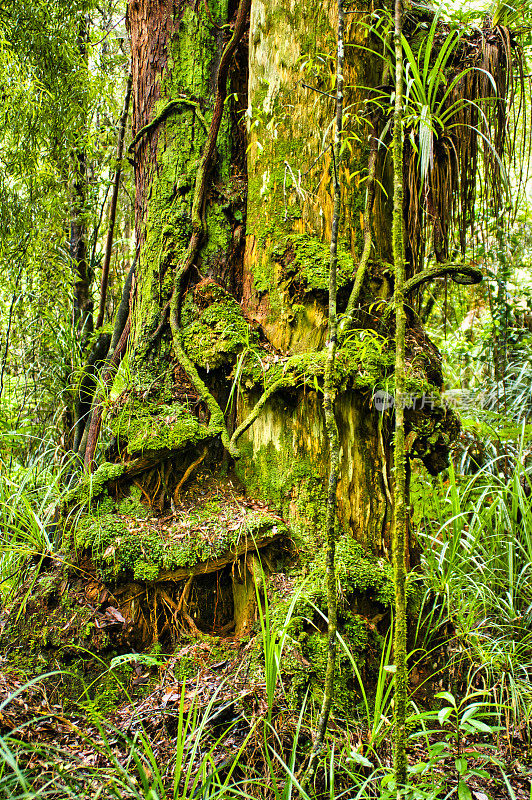 在亚热带雨林中，巨大的树干上长满了苔藓、蕨类植物和附生植物