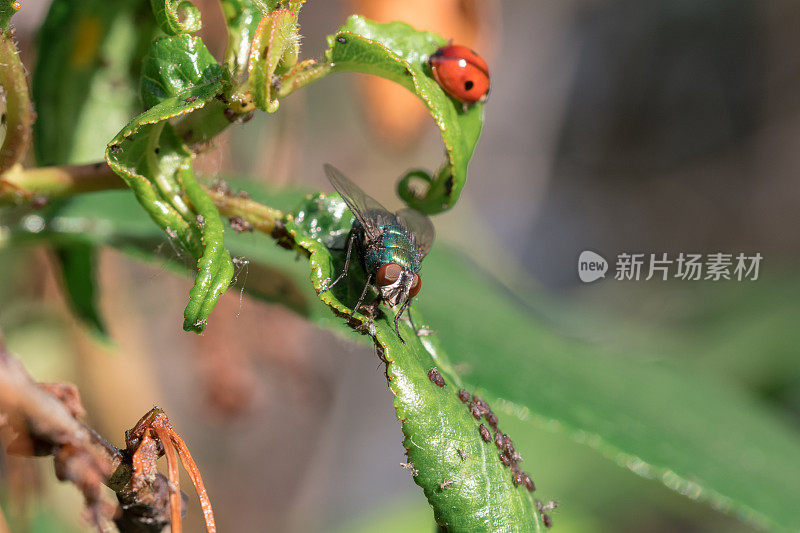 植物上的苍蝇、瓢虫和蚜虫