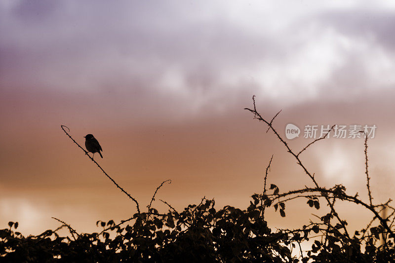 小鸟在树枝上歌唱，夕阳的背景。