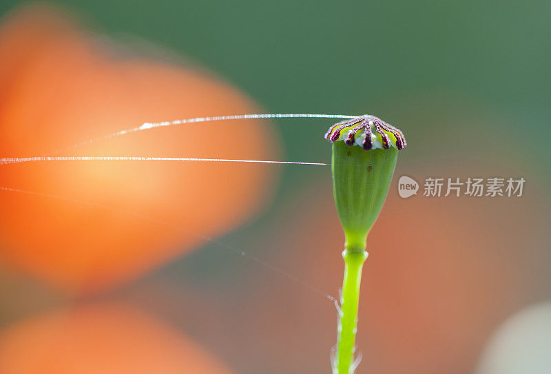 罂粟花和蜘蛛丝