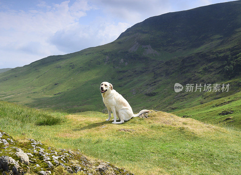 在湖区山区的拉布拉多寻回犬