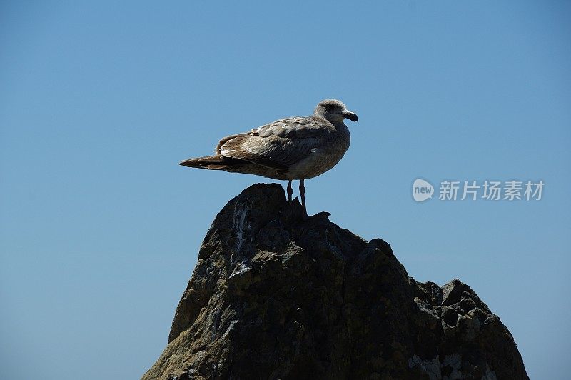 海鸟在行动