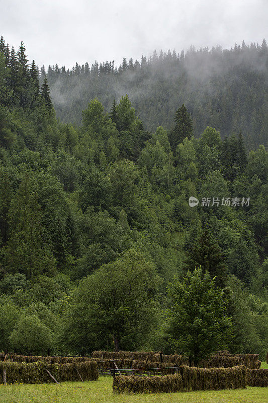 罗马尼亚大雾山中的森林
