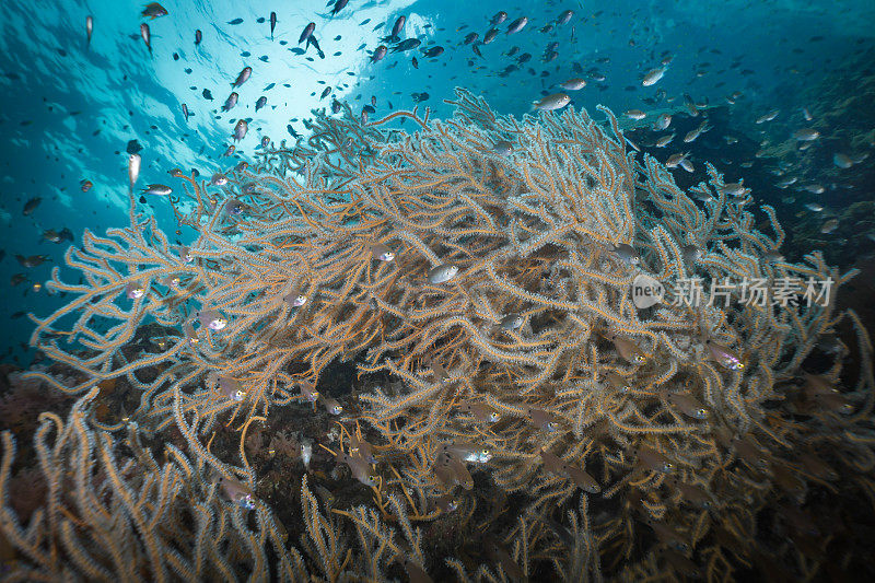 水下海景红指柳珊瑚