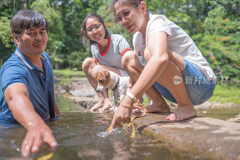 亚洲家庭玩好玩的杰克罗素梗狗在瀑布在夏天的早晨