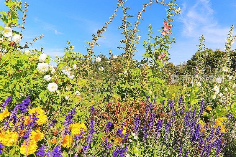 五彩缤纷的野花和花坛花园全景-放松景观