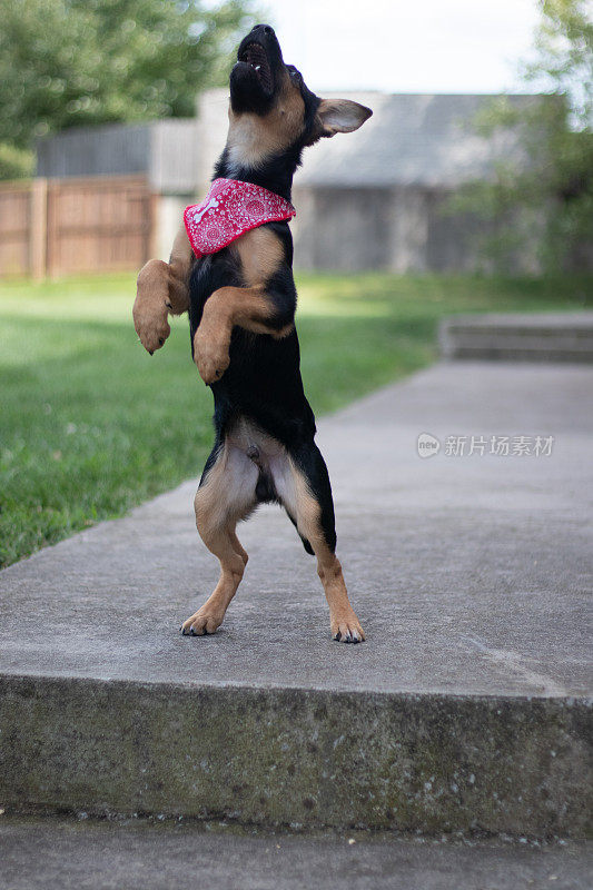 德国牧羊犬小狗杜克