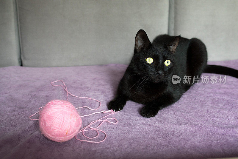 黑猫和毛球