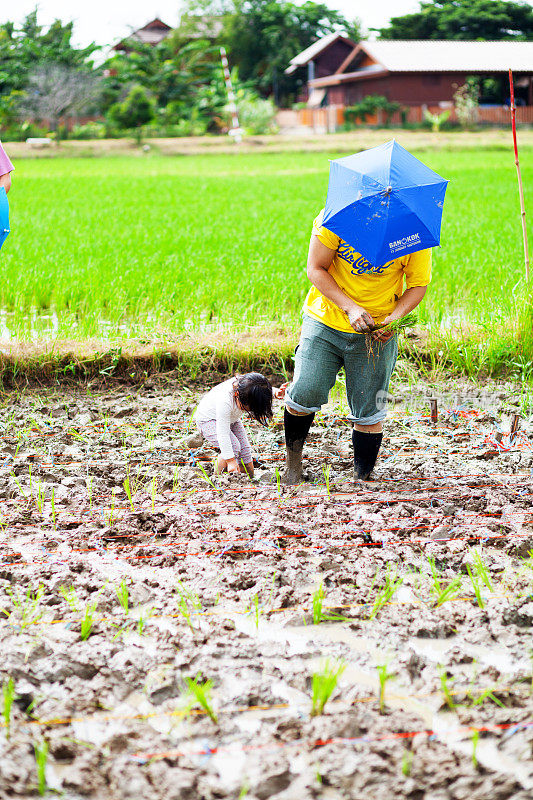 一个泰国男人和一个小女孩在有机稻田里