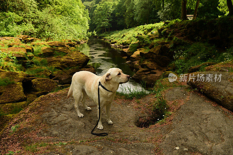 拉布拉多寻回犬