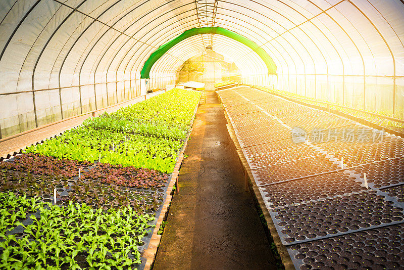 泰国北部的有机水培蔬菜温室
