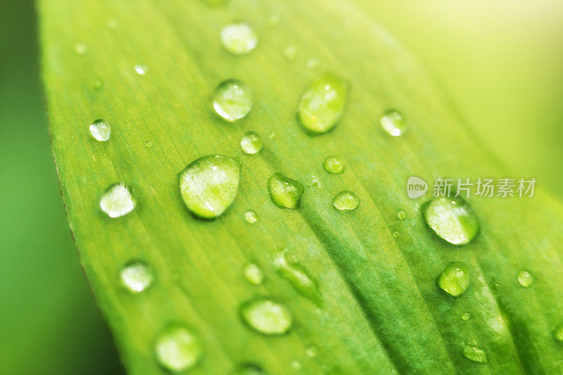 清澈的雨滴落在绿色的叶子上