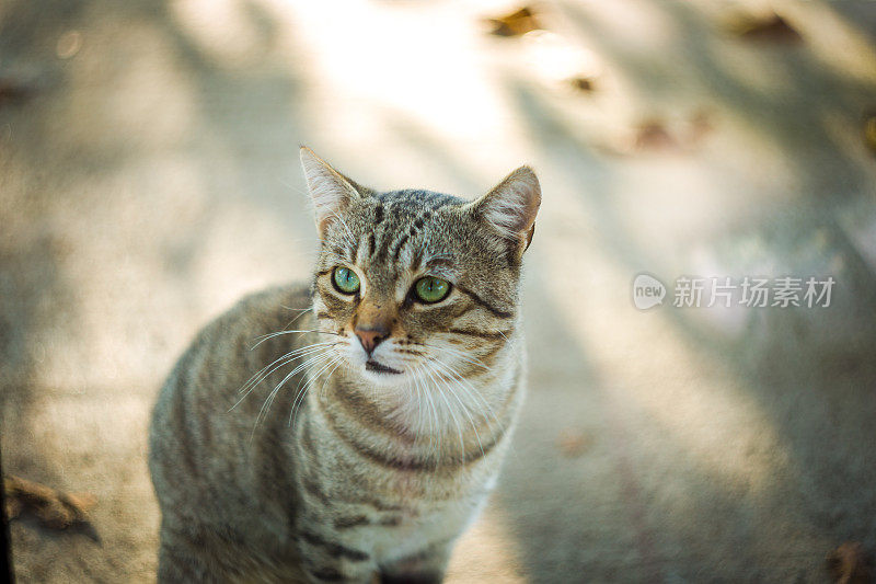 户外绿眼睛的不爽灰猫