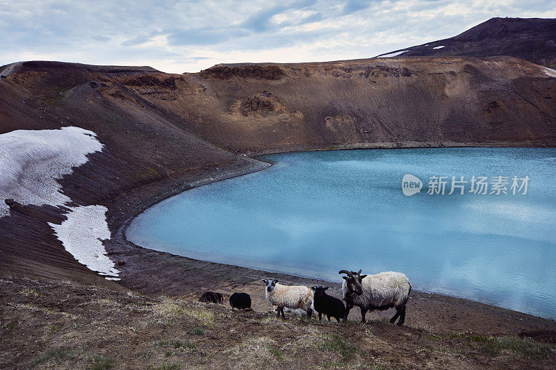 蓝绿色的火山口湖。在湖岸放牧的羊