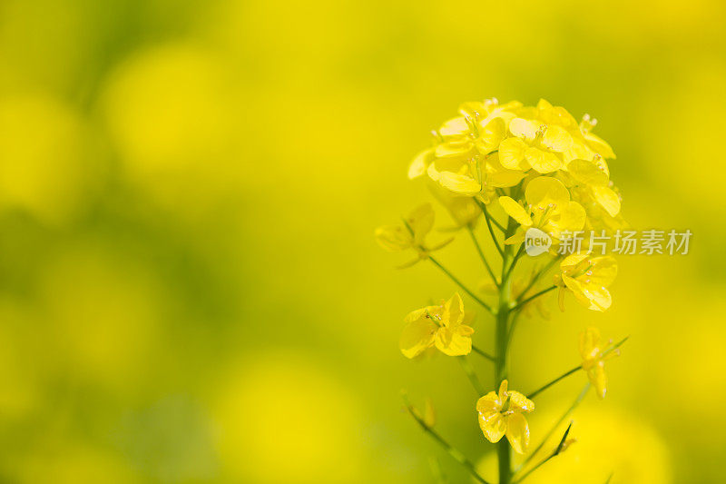 油菜花在春天