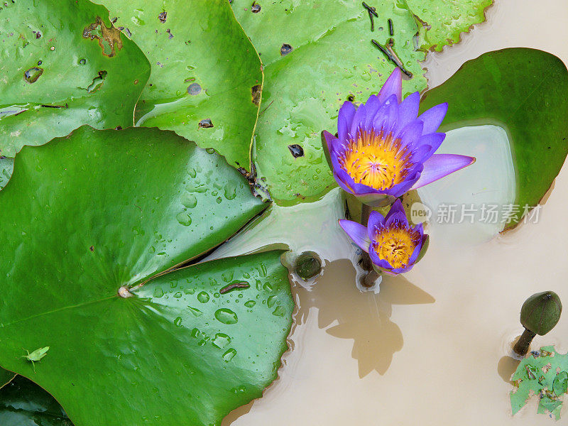 美丽多彩的荷花和睡莲在花园里的水塘上绽放