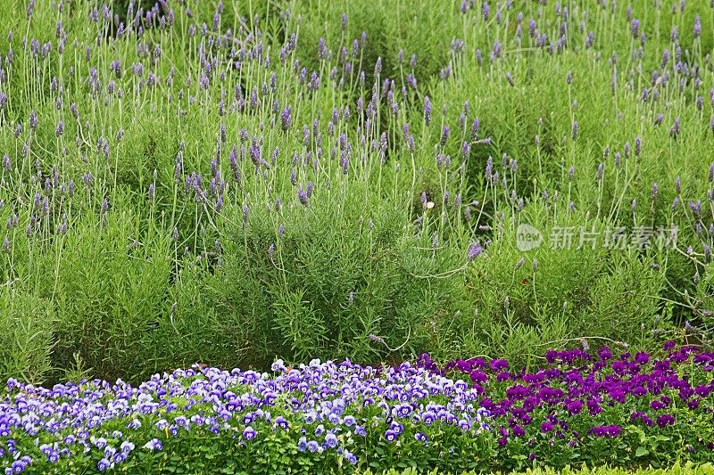 法国普罗旺斯法国风景中的三色堇和薰衣草田