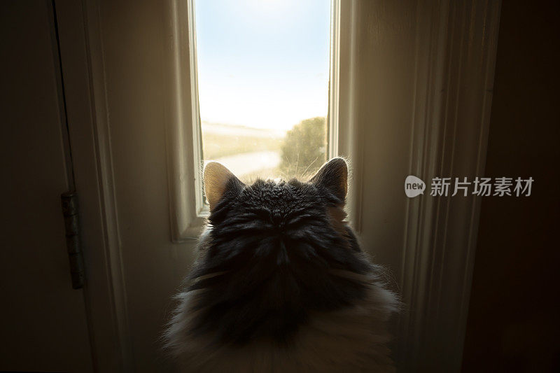 猫透过窗户看的背影