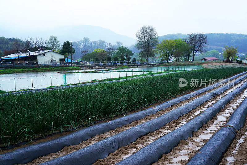 雨天乡村的早晨景色vdcm100-4