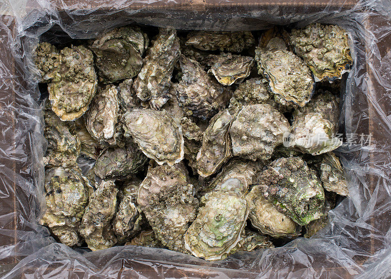 包装牡蛎，采收于加拿大不列颠哥伦比亚省的黄昏湾