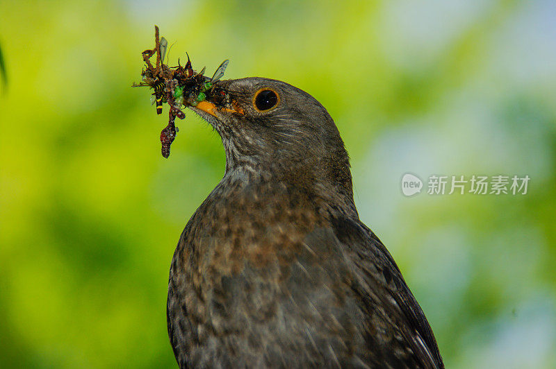 黑鸟和小鸡