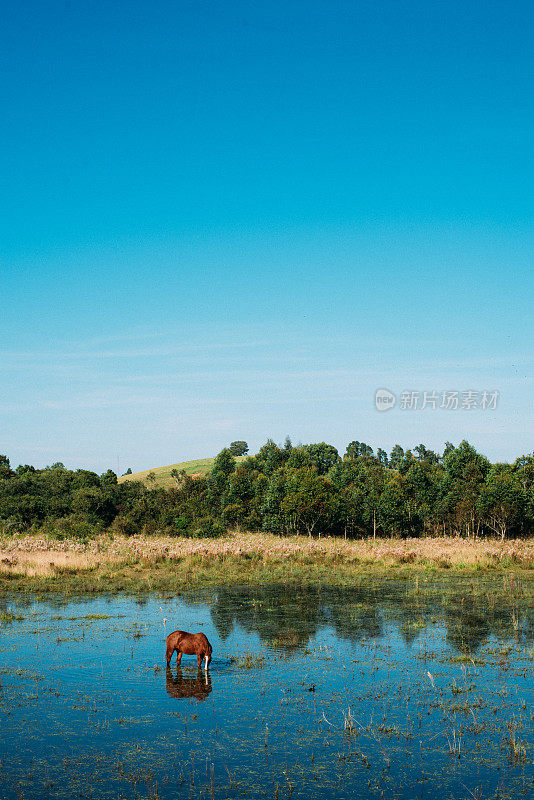 马在水里，靠近圣丽塔德卡尔达斯市-米纳斯吉拉斯州-巴西