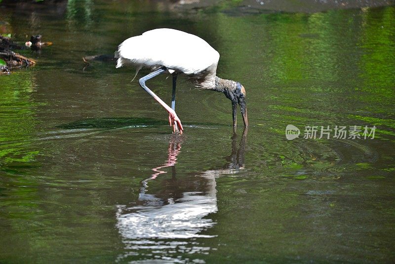 木头鹳鸟喂食