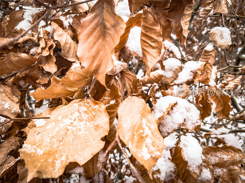 秋叶带着雪花细落在地上，